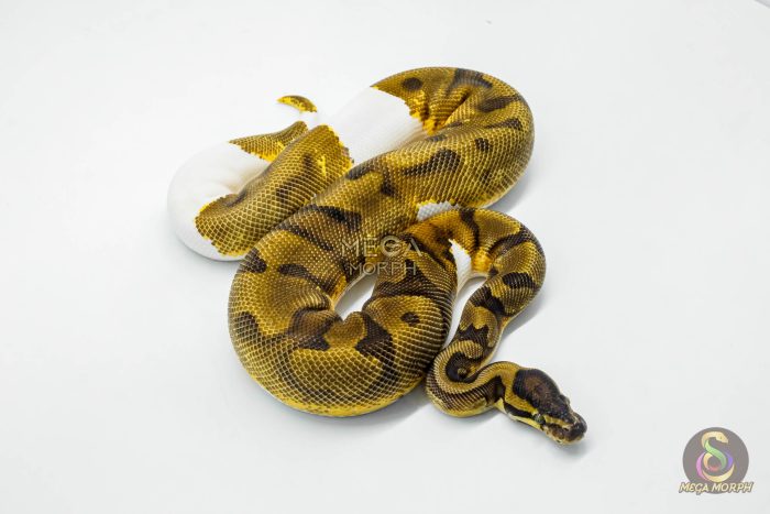 5623 0.1 ORANGE DREAM YELLOW BELLY PIEBALD - Image 3