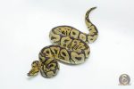 5635 1.0 SPOTNOSE YELLOW BELLY CLOWN