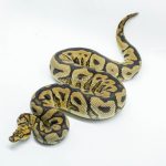 5635 1.0 SPOTNOSE YELLOW BELLY CLOWN