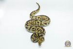 5635 1.0 SPOTNOSE YELLOW BELLY CLOWN - Image 3