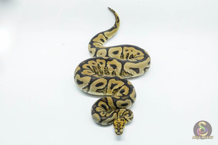 5635 1.0 SPOTNOSE YELLOW BELLY CLOWN - Image 3