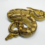 5702 1.0 ENCHI FIRE ASPHALT HET CLOWN