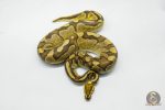 5702 1.0 ENCHI FIRE ASPHALT HET CLOWN - Image 2