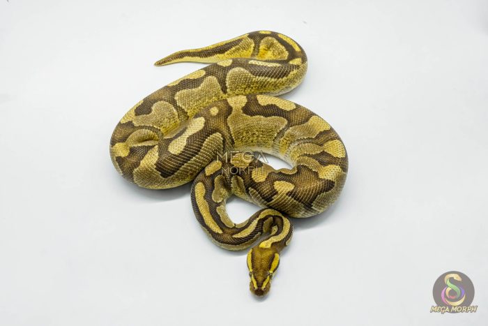 5702-2-1.jpg 5702 1.0 ENCHI FIRE ASPHALT HET CLOWN - Image 2