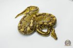 5702 1.0 ENCHI FIRE ASPHALT HET CLOWN - Image 3