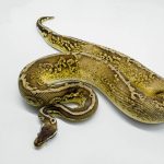5709 1.0 BLACK PEWTER GRAVEL OR YELLOW BELLY HET