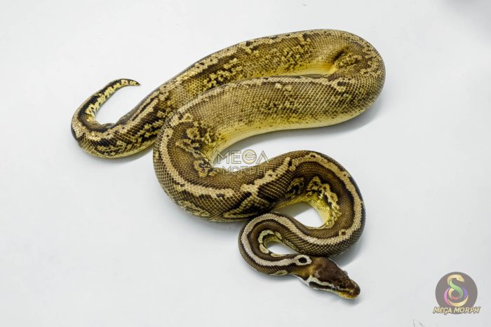 5709 1.0 BLACK PEWTER GRAVEL OR YELLOW BELLY HET - Image 2