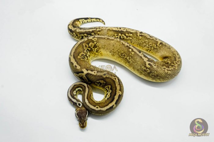 5709 1.0 BLACK PEWTER GRAVEL OR YELLOW BELLY HET - Image 3