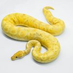 5710 1.0 BANANA HURRICANE PASTEL YELLOW BELLY HET CLOWN