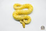 5710 1.0 BANANA HURRICANE PASTEL YELLOW BELLY HET CLOWN - Image 2