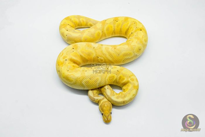5710-2-1.jpg 5710 1.0 BANANA HURRICANE PASTEL YELLOW BELLY HET CLOWN - Image 2