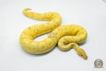 5710 1.0 BANANA HURRICANE PASTEL YELLOW BELLY HET CLOWN - Image 3