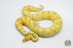 5711 0.1 BANANA ENCHI YELLOW BELLY HET CLOWN