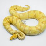 5711 0.1 BANANA ENCHI YELLOW BELLY HET CLOWN