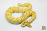 5711 0.1 BANANA ENCHI YELLOW BELLY HET CLOWN - Image 2