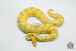 5711 0.1 BANANA ENCHI YELLOW BELLY HET CLOWN - Image 3