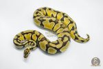 5713 0.1 PASTEL ENCHI HET CLOWN