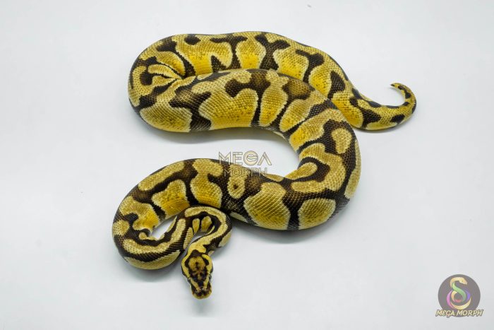 5713 0.1 PASTEL ENCHI HET CLOWN - Image 2