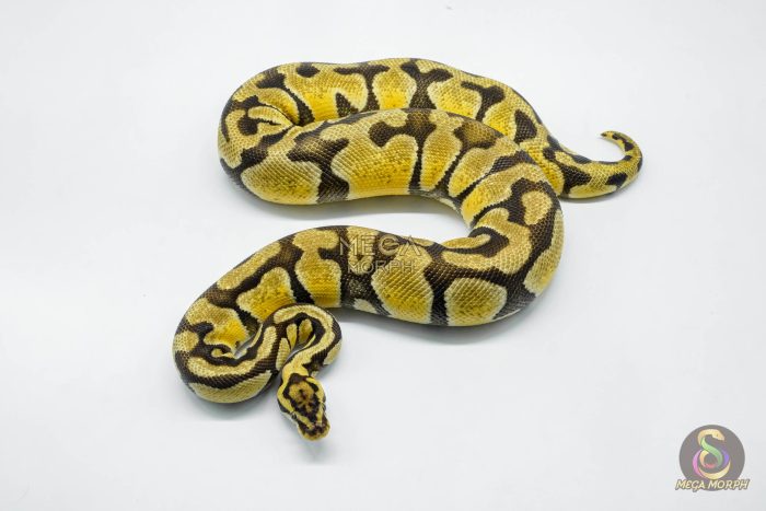 5713 0.1 PASTEL ENCHI HET CLOWN - Image 3