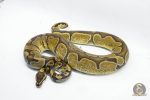 5722 0.1 ENCHI HET ALBINO/CANDY