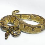5722 0.1 ENCHI HET ALBINO/CANDY
