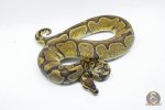 5722 0.1 ENCHI HET ALBINO/CANDY - Image 2