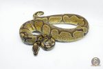 5722 0.1 ENCHI HET ALBINO/CANDY - Image 3
