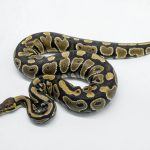 5739 0.1 GRAVEL HET CLOWN