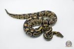 5739 0.1 GRAVEL HET CLOWN - Image 2