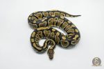 5739 0.1 GRAVEL HET CLOWN - Image 3