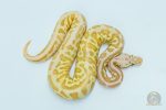 5741 1.0 BANANA BUTTER SPOTNOSE FIRE LEOPARD HET CLOWN