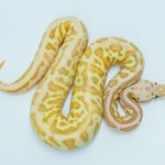 5741 1.0 BANANA BUTTER SPOTNOSE FIRE LEOPARD HET CLOWN
