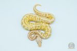 5741 1.0 BANANA BUTTER SPOTNOSE FIRE LEOPARD HET CLOWN - Image 2