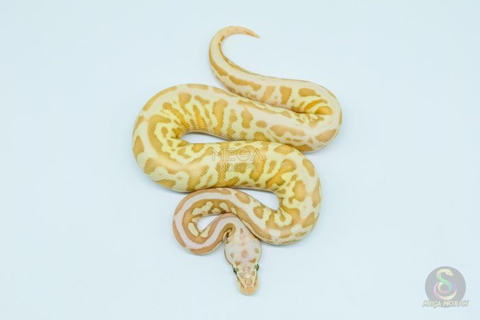 5741-2-1.jpg 5741 1.0 BANANA BUTTER SPOTNOSE FIRE LEOPARD HET CLOWN - Image 2