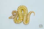 5741 1.0 BANANA BUTTER SPOTNOSE FIRE LEOPARD HET CLOWN - Image 3