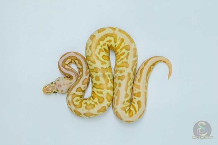 5741-3-1.jpg 5741 1.0 BANANA BUTTER SPOTNOSE FIRE LEOPARD HET CLOWN - Image 3