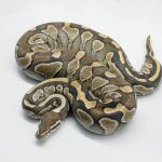 5742 0.1 LESSER NANNY