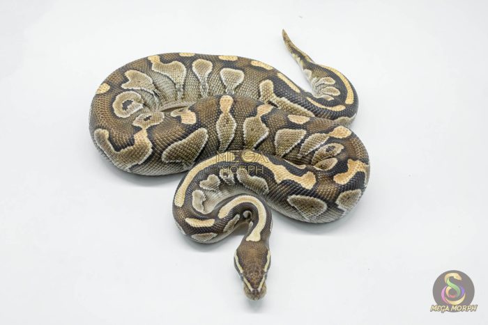 5742-2-1.jpg 5742 0.1 LESSER NANNY - Image 2