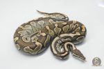 5742 0.1 LESSER NANNY - Image 3