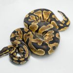 5743 1.0 ORANGE DREAM SPARK OR YELLOW BELLY