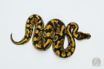 5744 0.1 YELLOW BELLY HET CLOWN