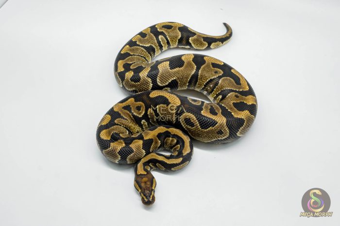 5744 0.1 YELLOW BELLY HET CLOWN - Image 2