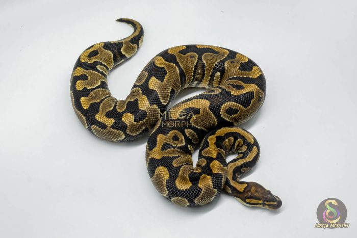 5744 0.1 YELLOW BELLY HET CLOWN - Image 3