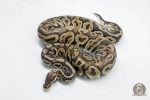 5753 1.0 PEWTER HET CLOWN