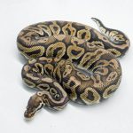 5753 1.0 PEWTER HET CLOWN