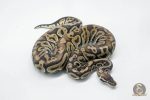 5753 1.0 PEWTER HET CLOWN - Image 3