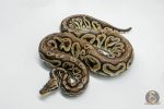5754 1.0 PEWTER HET CLOWN