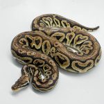 5754 1.0 PEWTER HET CLOWN