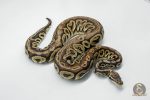 5754 1.0 PEWTER HET CLOWN - Image 3