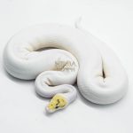 5759 0.1 BUBBLEBEE FIRE PIEBALD